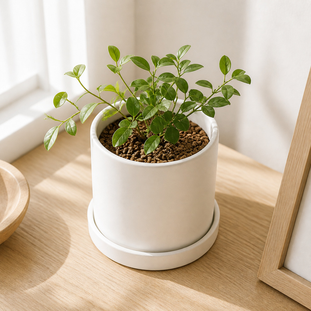 화이트 플랜트 팟 실내 식물용 세라믹 화분
